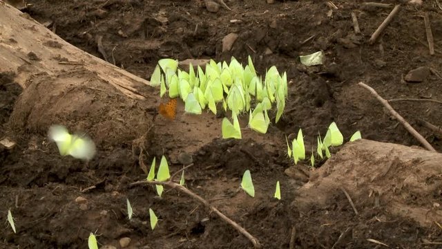 A daylight closeup shot of a group of small green butterflies feeding on the salts and minerals from the moist soil of the ground.