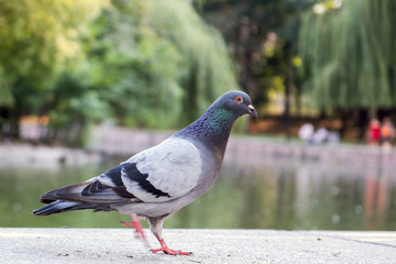 Gray dove bird outdoors in a city park.