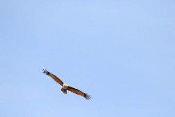 Eagle in flight