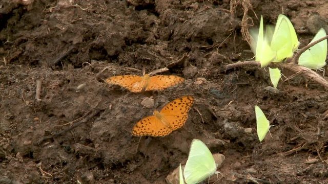 A daylight closeup shot of a group of orange and green butterflies feeding on the salts and minerals from the moist soil of the ground.