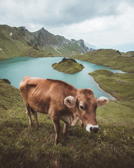 Fototapeta na wymiar A single cow standing in front of a mountain lake with an island in the middle