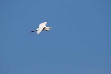 white Egret in flight