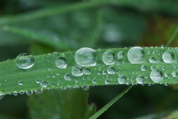 Rain round drops on blade of green grass, negative space