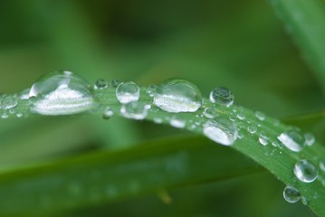 Rain drops on blade of green grass, negative space