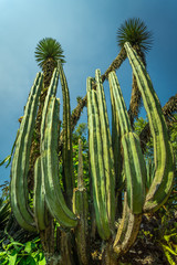 Large Cactus 02