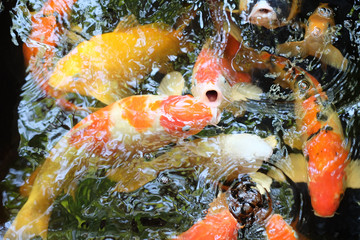 Fototapeta na wymiar koi fish in the pond