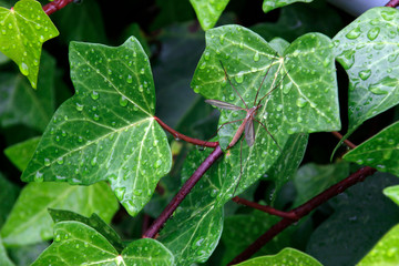 Tropic mosquito in the jungle