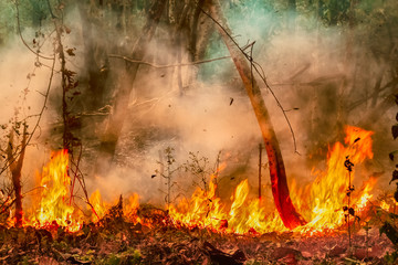Amazon rain forest fire disaster is burning at a rate scientists have never seen before.