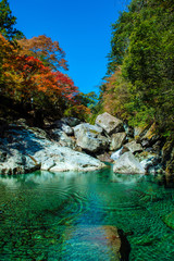 紅葉と仁淀ブルー