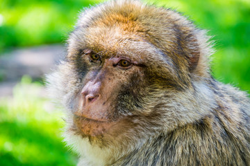Macaque de barbarie ou Magot.