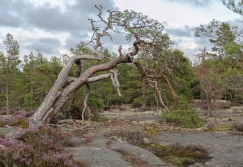 Fototapeta na wymiar Åland Islands, red granite