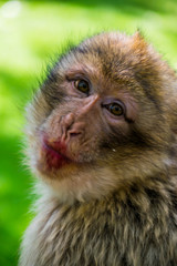 Macaque de barbarie ou Magot.