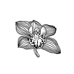 linear royal orchid flower black on white