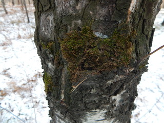 moss on a birch