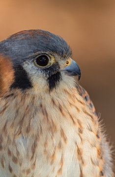 Close-up of Kestral Looking Right, St Petersburg, Florida