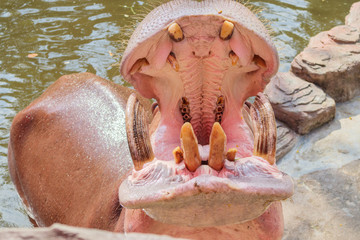 common hippopotamus (Hippopotamus amphibius) close up