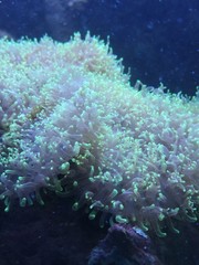 Fototapeta na wymiar Sea anemones. Ceryanthus membranaceus in the mediterranean