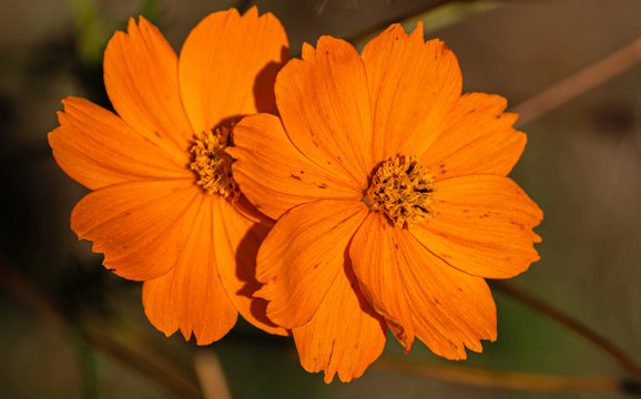 Close-up of  Two Orange Cosmos Flower, Florida Botanical Gardens, Largo,  Florida #2