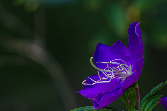 Purple Princess Flower, Tibouchina, Florida botanical Gardens, Largo, Florida #2