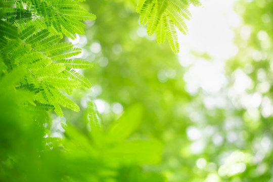 Closeup Beautyful  Nature View Of Green Leaf On Blurred Greenery Background In Garden With Copy Space Using As Background Natural Green Plants Landscape, Ecology, Fresh Wallpaper Concept.