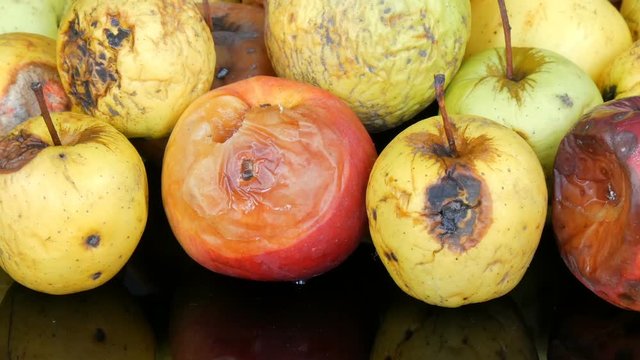 Multicolored rotten spoiled ripened apples on black background