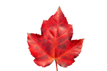 Close-up of maple autumn leaf on a white background