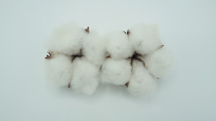 Two Cotton flowers on white background.