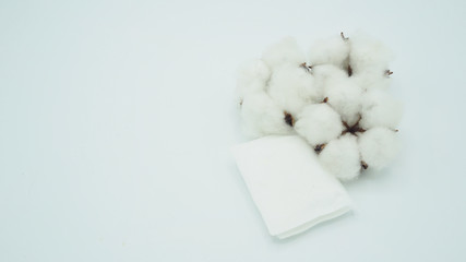 Fototapeta na wymiar Group of Cotton flowers and cotton pads on white background.