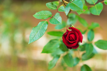 ばらの花