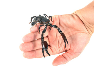 heterometrus spinifer in studio