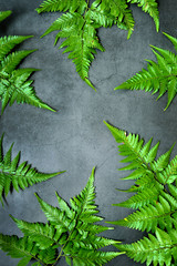 Fresh fern leaves over the rustic black background