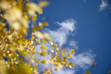 abstract background with autumn leaves