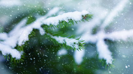Fototapeta na wymiar beginning of winter the first snow background spruce branches falling snow cold color