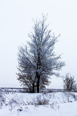 Beautiful winter landscape in russian province. Toned