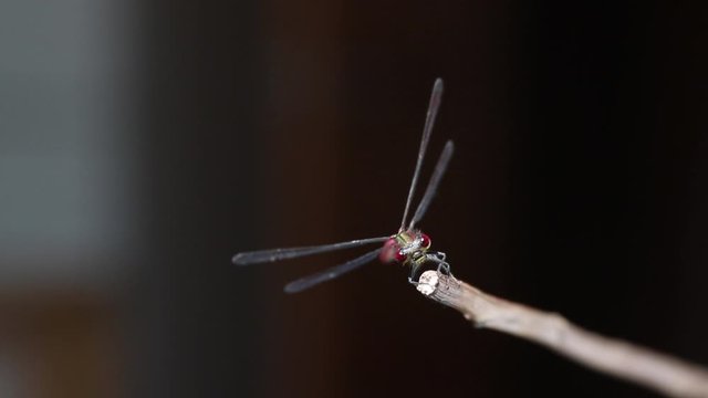 Red Damselfly On Twig Cleaning Eyes And Mouth Macro Closeup
