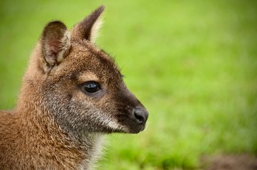 Wallaby