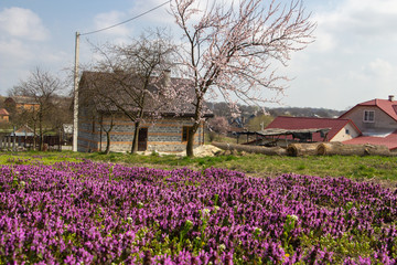 landscape Lamium purpureum,spring in the village of beautiful purple nettle flowers on the background of the house