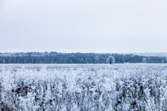 Beautiful winter landscape in russian province. Toned