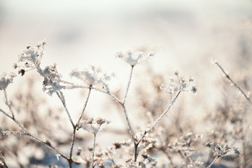 Flowers covered with sparkling hoarfrost and snow on a snowy field. A fabulous magical image of a winter meadow.