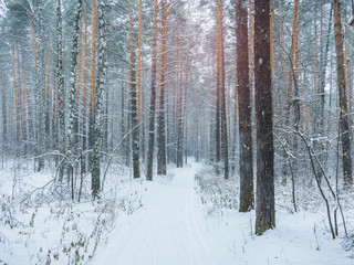 Beautiful winter in pine forest. Winter lanscape with heavy snowfall.