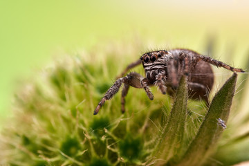 Evarcha arcuata 