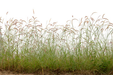 Reeds of grass isolated and white background.