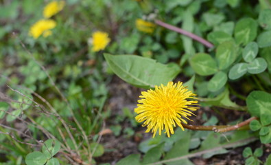 Dandelion. Yellow dandelion against green grass. Close up. Selective focus.