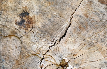 Close up of old aged weathered cracked wood profile surface texture log texture old wood texture. Beautiful wooden texture. Rustic wooden surface.