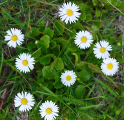Obraz premium Field of daisy flowers in sunny day. Summer flower close up.