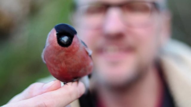 Male Bullfinch, Wild Bird Perched On Man's Finger Bokeh Effect Close Up With Shifting Focus From Man To Bird
