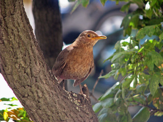 Small bird on the tree