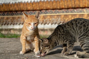 Ginger cat and striped cat eating food at temple, portrait of Thai cat