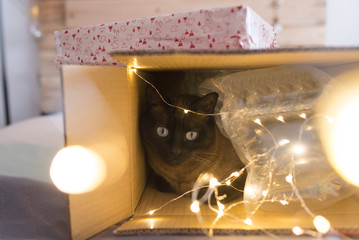 cat inside a christmas gift box with lights