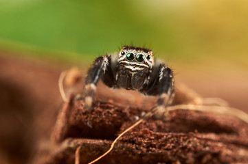 Evarcha arcuata 